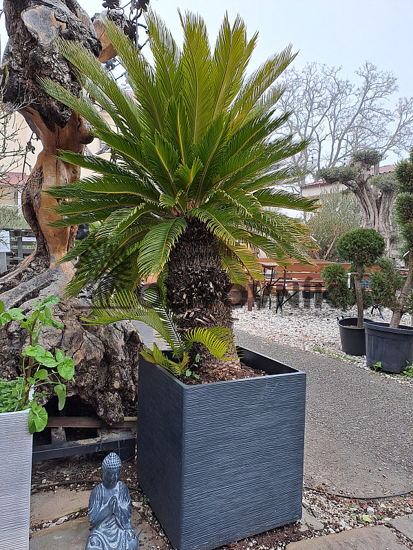 CYCAS REVOLÚTA - výška 180cm