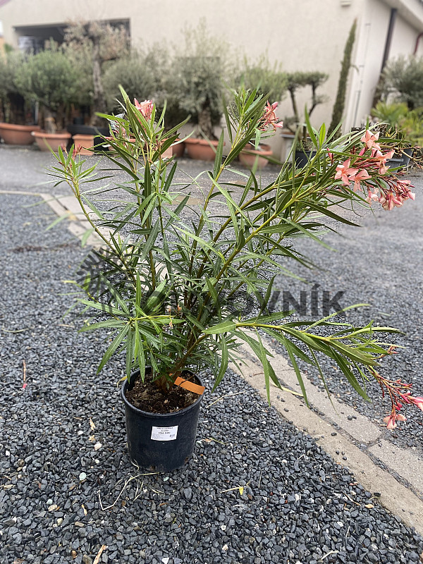 Oleander Nerium - kríkový /125cm