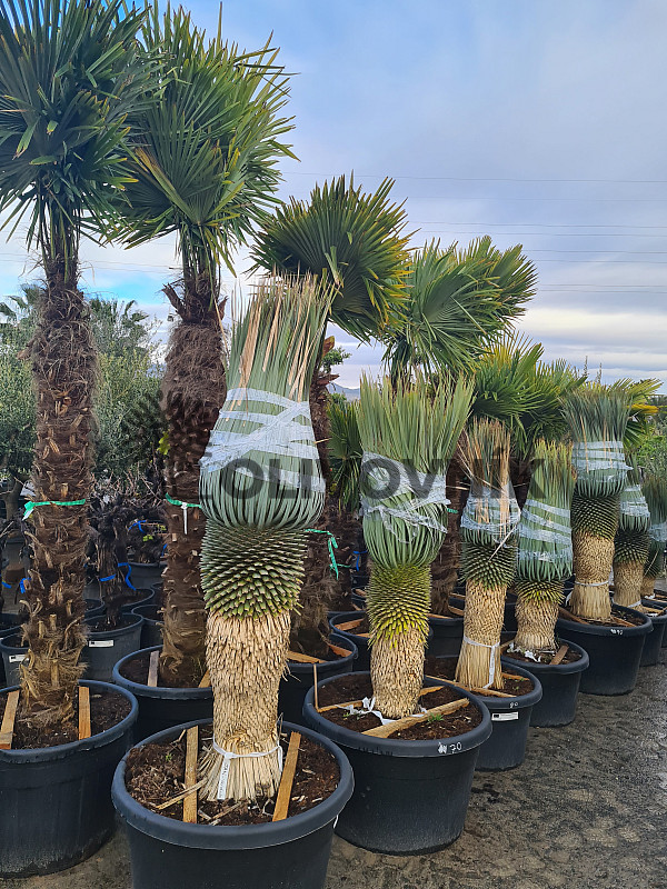 Yucca Rostrata EXTRA - 80cm