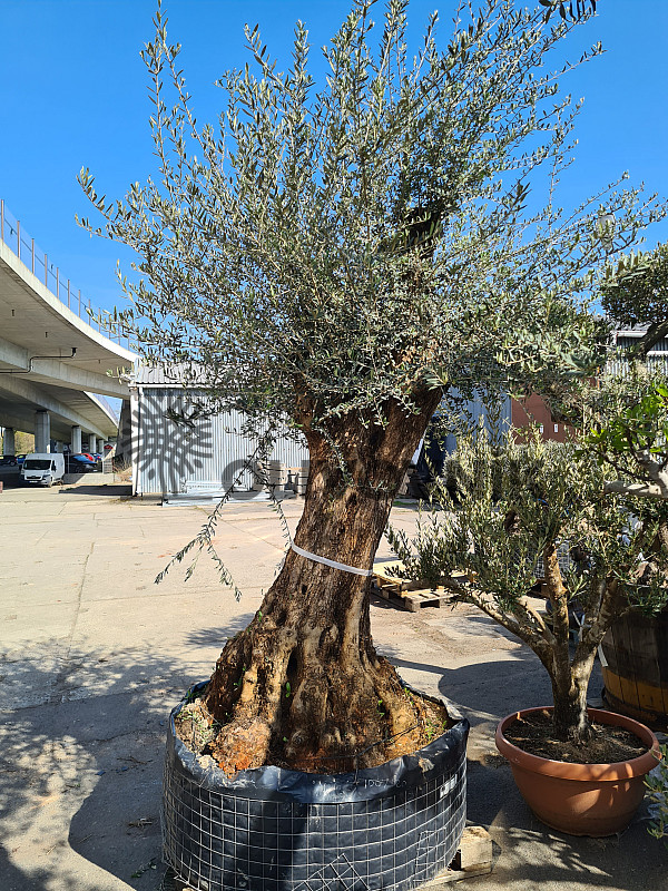 Olivovník Európsky - Bonsai Ejemplar Cesto