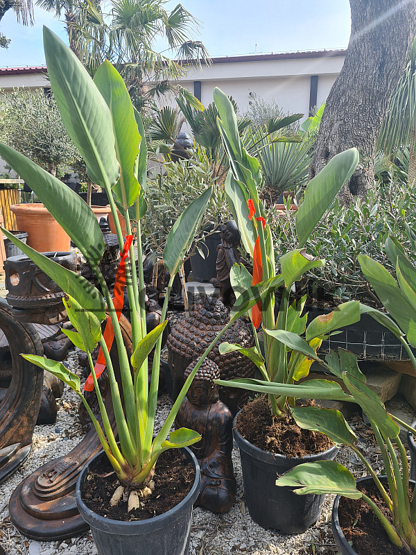 Strelitzia Reginae - 10Lt, 18Lt, 35Lt