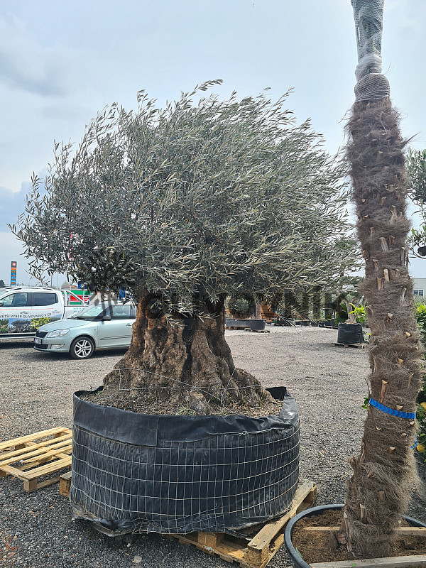 Olivovník Európsky - Bonsai Lechin Grande