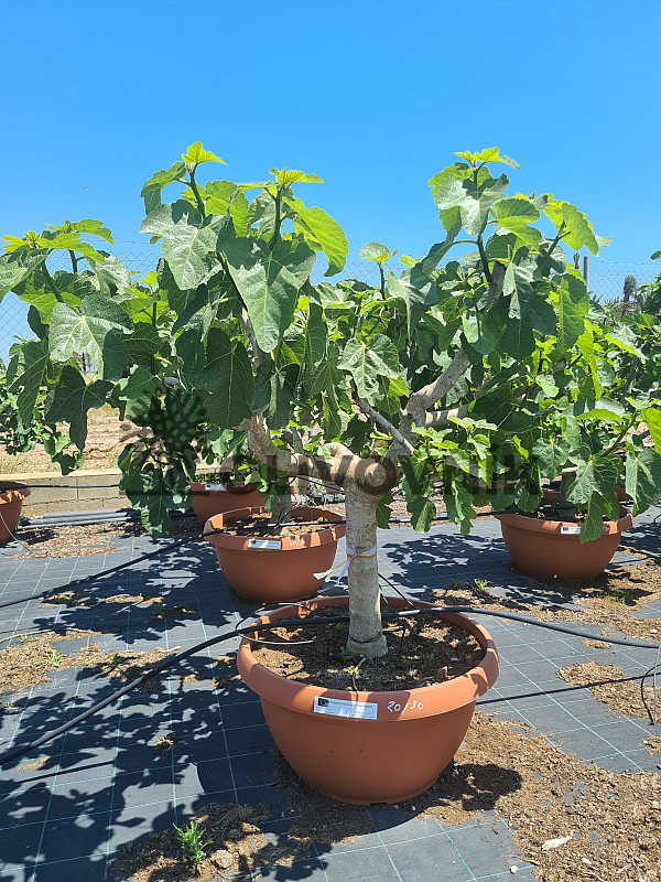 FICUS CARICA - Extra bowl - 20/30 Bonsai