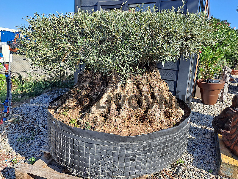 Olivovník Európsky - Bonsai disco 340cm obvod kmeňa