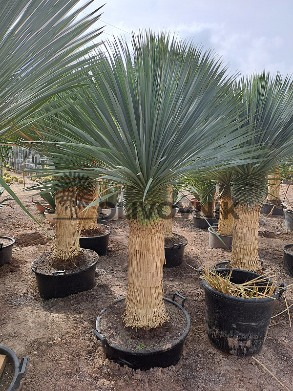 Yucca Rostrata Nacional EXTRA