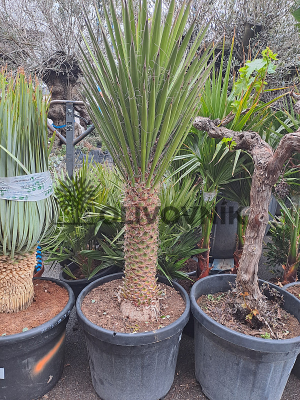 YUCCA FILIFERA C45