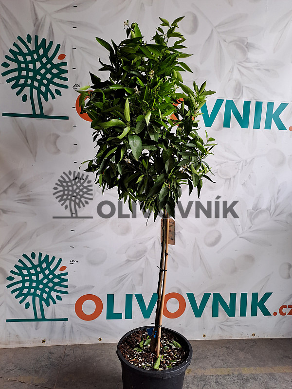 Citrus Sinensis - Pomarančovník čínsky 15Lt ( 140/160CM)