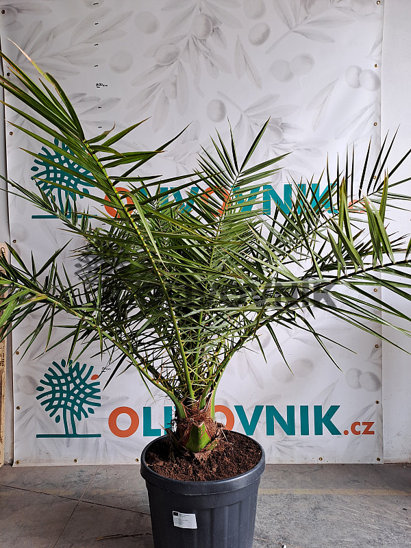 PHOENIX CANARIENSIS 180/220cm