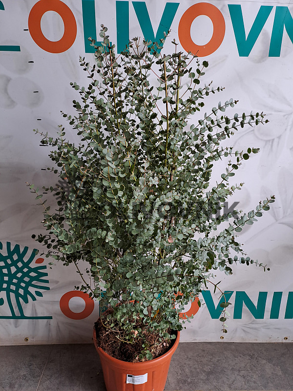 EUKALYPTUS GUNNI / 120cm, 20Lt