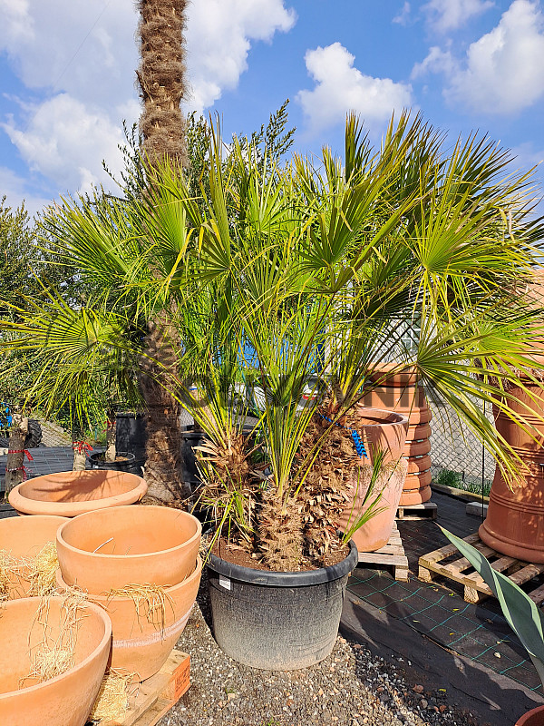 Chamaerops Humilis - Grupo - 3/7 kmeňa