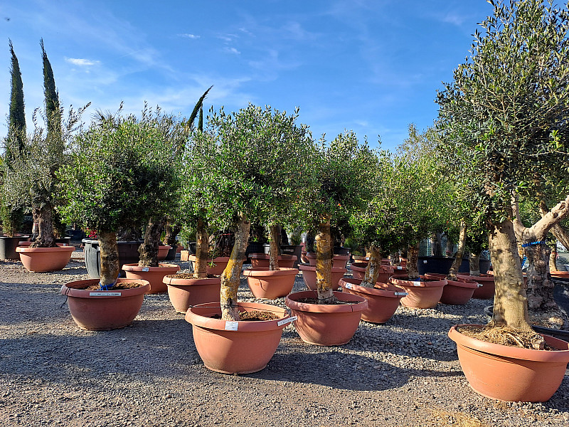 Olea Europaea Bonsai Joven T72-75 - 140/160cm / TOP CENA