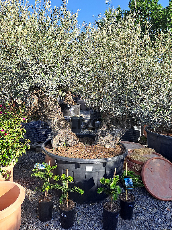 Olivovník Bonsaj - Olea Europaea Bonsai dvojkmeň