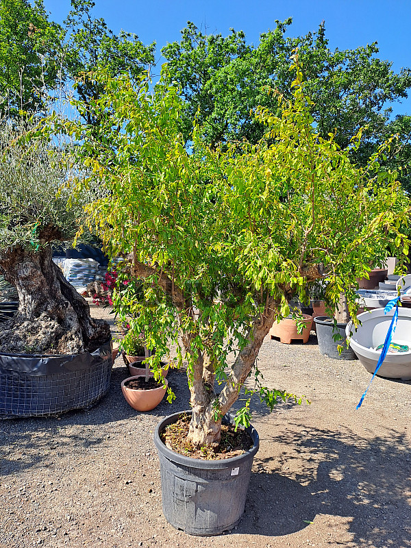 PUNICA GRANATUM GRANDE 200/220CM