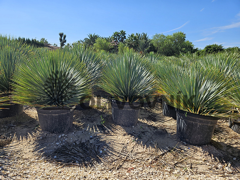 Yucca Rostrata 10L, 15L, 25L