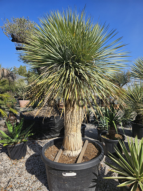 Yucca Rostrata EXTRA - 70cm