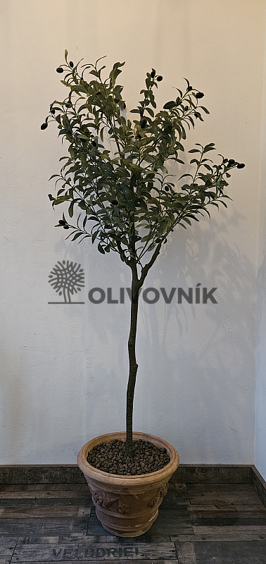 Olivovník Európsky - výška 150cm