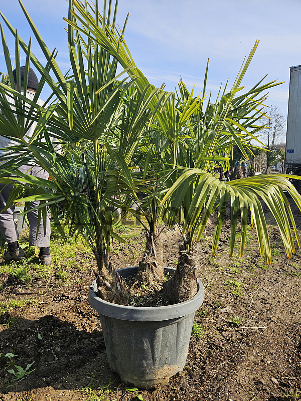 Trachycarpus Fortunei - trojkmeň - mrazuvzdorná palma (-17C)