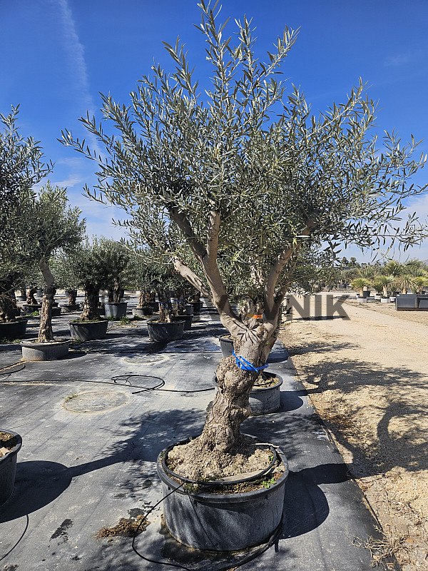 Olea Europaea Hojiblanca Low Pot / 200cm+