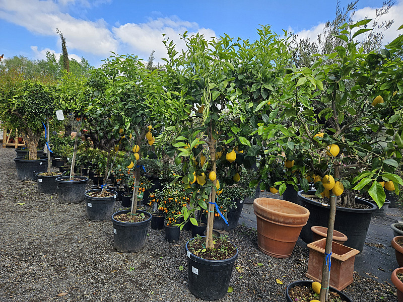 CITRUS LIMON - veľký strom cca 200cm