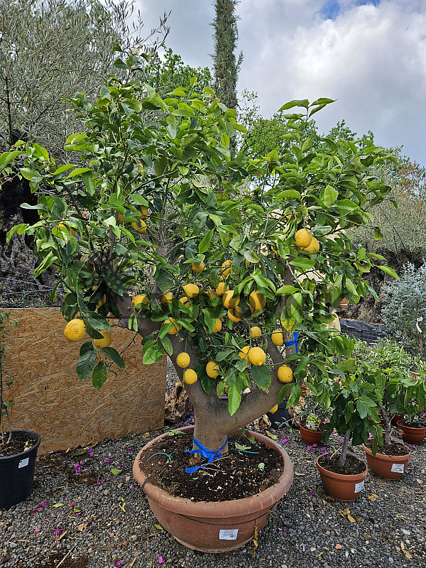 CITRUS LIMON - obvod kmeňa 40/50cm / výška 180/200cm