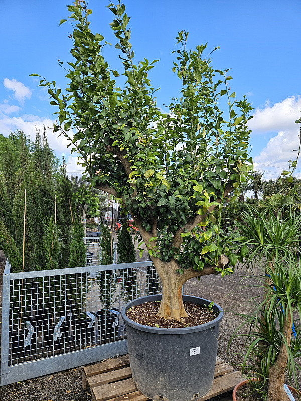 CITRUS LIMON - veľký strom cca 260cm