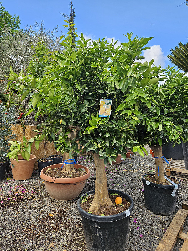 CITRUS SINENSIS / NARJANJO - POMARANČ