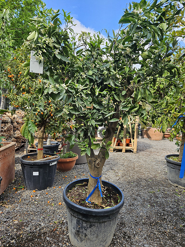 CITRUS SINENSIS / NARJANJO - POMARANČ