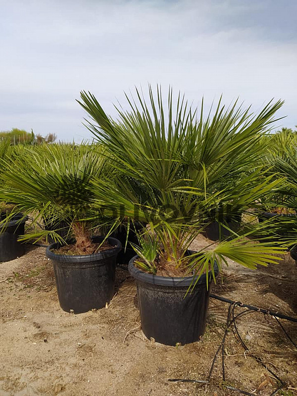 Chamaerops Humilis 25lt /35lt / 45lt