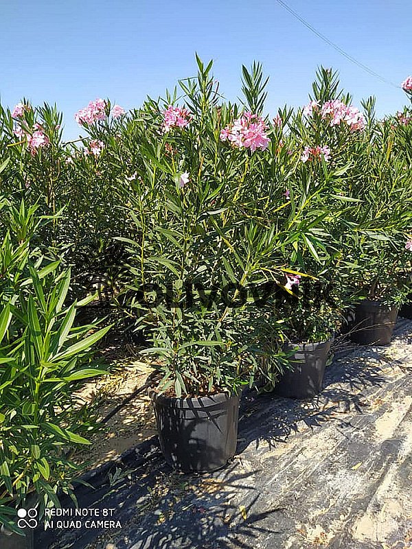 Oleander Nerium - kríkový /150cm