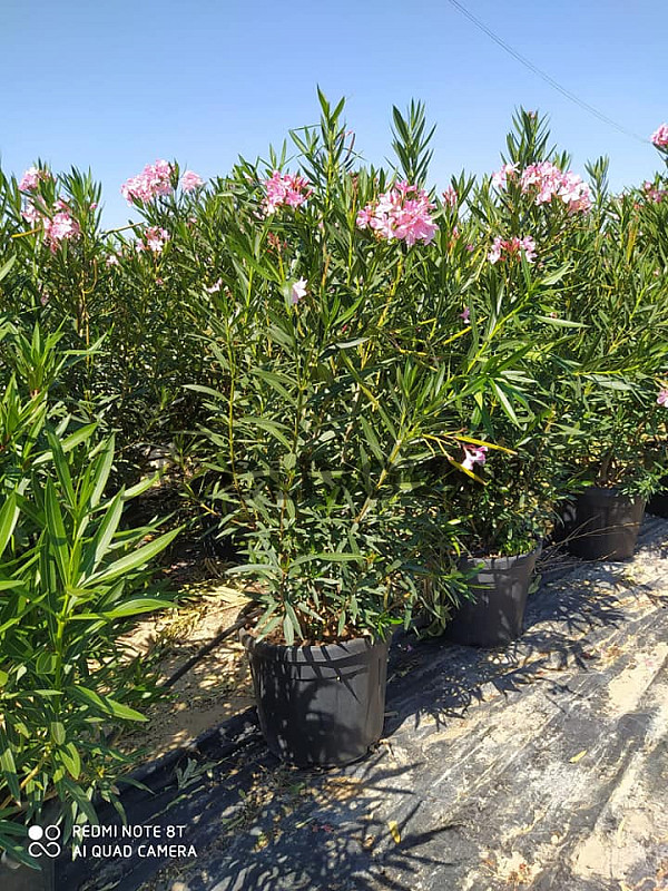 Oleander Nerium C25- kríkový Biely/Ružový/Červený