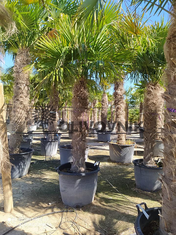 Trachycarpus Fortunei - mrazuvzdorná palma (-17C) / TOP CENA