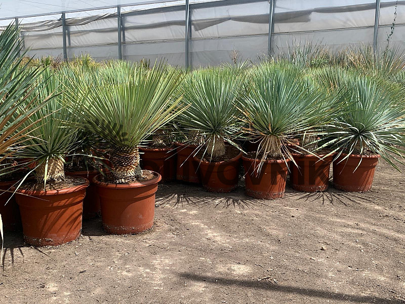 Yucca Rostrata