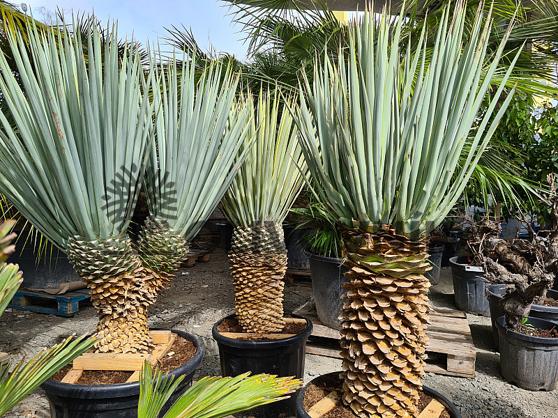 Yucca Rigida 35/40cm, mrazuvzodrná do -18C