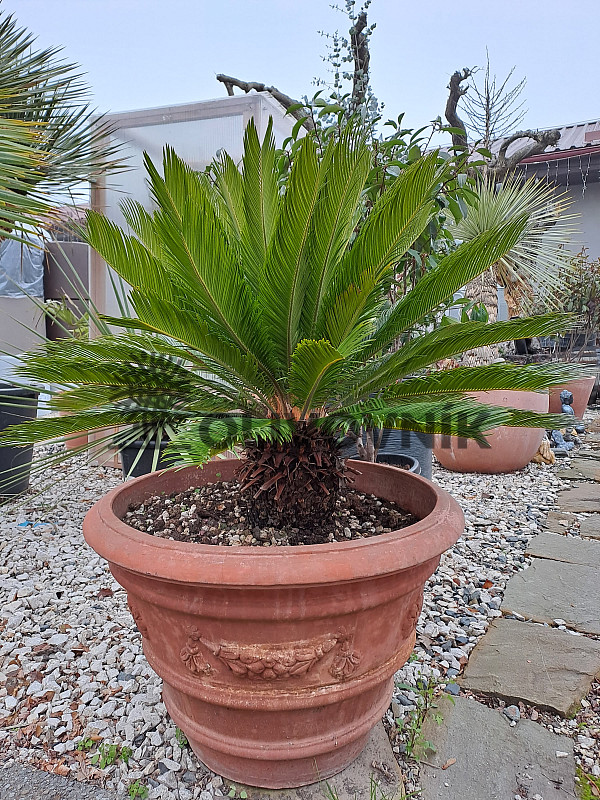 CYCAS REVOLÚTA - výška 100cm