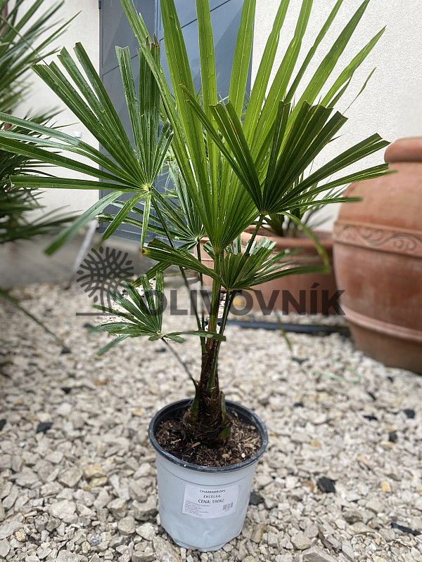 Trachycarpus fortunei - Chamaerops excelsa /65cm