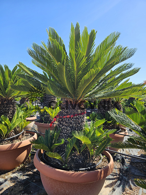 CYCAS REVOLUTA - Multikmeň - výška 130cm