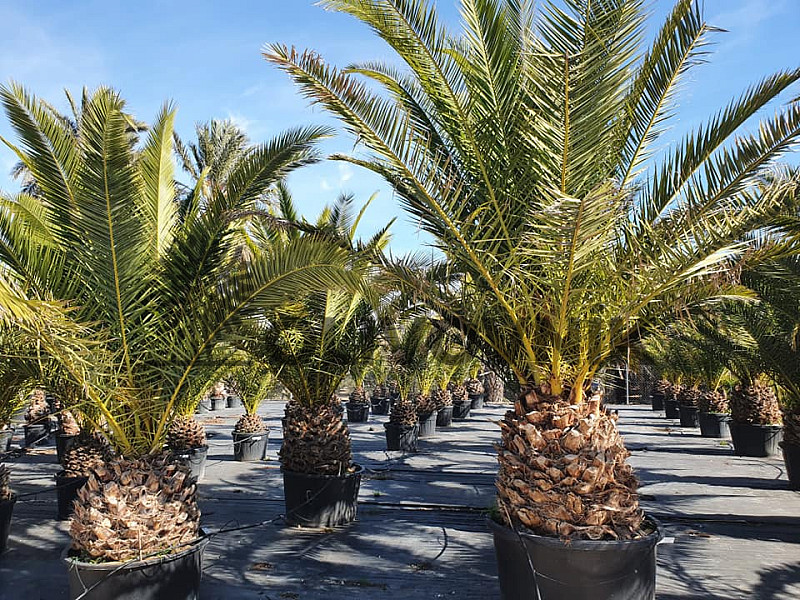 PHOENIX CANARIENSIS 30/50 kmeň