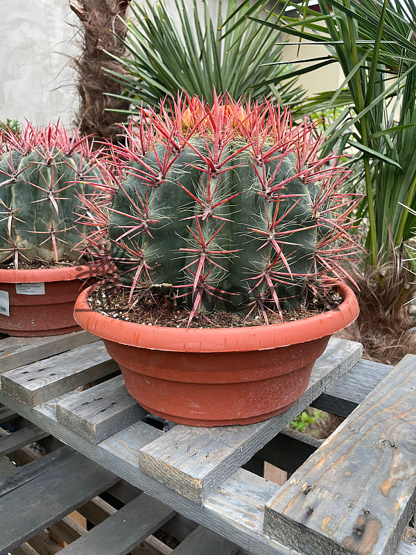 CACTUS - mix bowl - 30cm