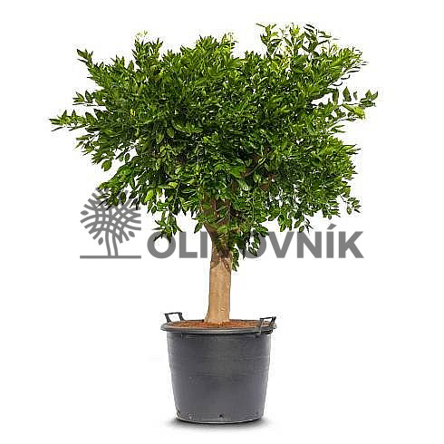 Citrus Reticulata - Mandarínka ( 120 - 140cm) / VYPREDANÉ