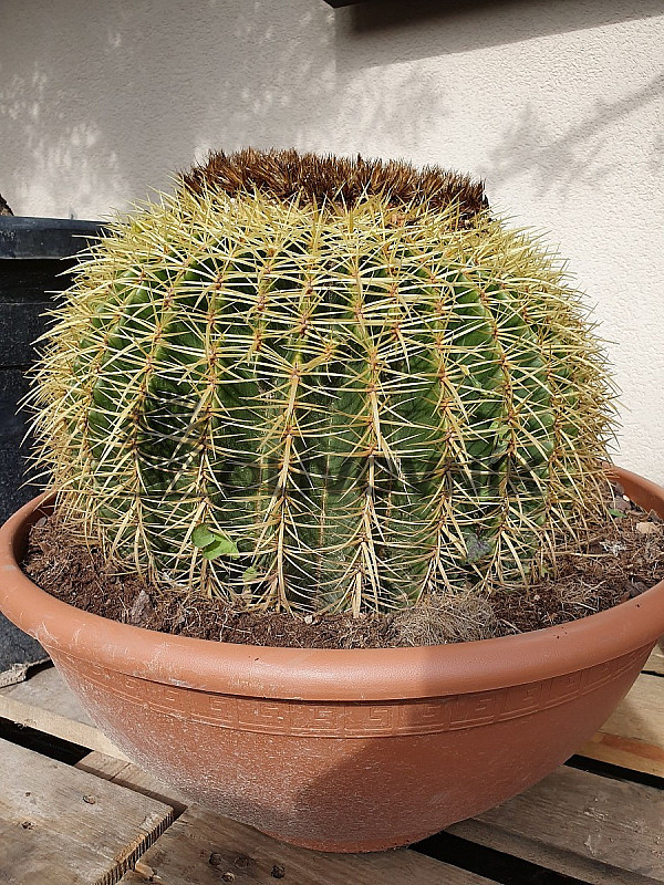 Echinocactus Grusonii - 40cm *** AKCIA ***