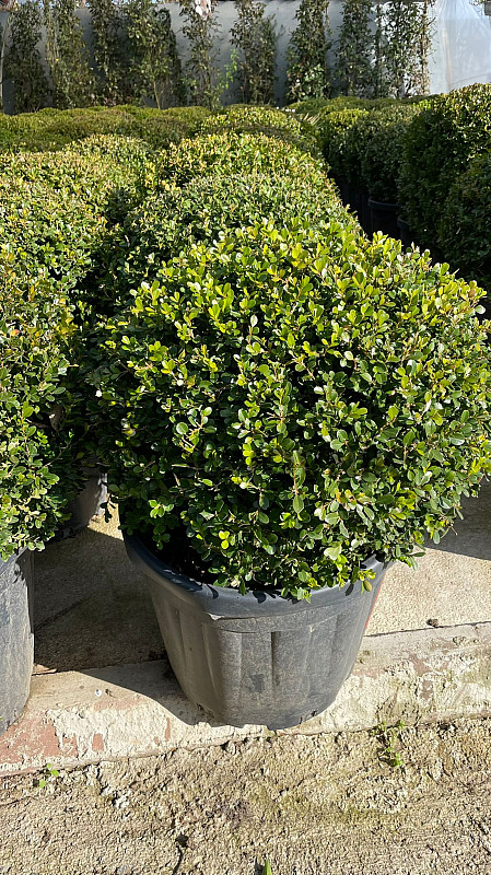 Buxus Sempervirens - Krušpán stálezelený