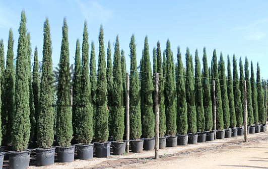 Cyprus vždyzelený - Cupressus Sempervirens Stricta - Totem