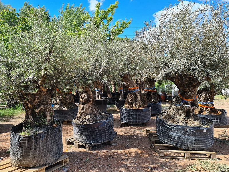 Olivovník Bonsaj - Olea Europaea Bonsai