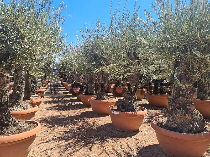 Olivovník - Olea Europaea Bonsai Q75/Q90