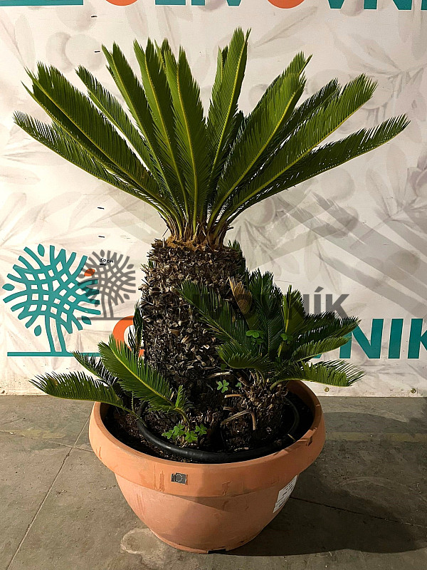 CYCAS REVOLUTA - Multikmeň - výška 100cm