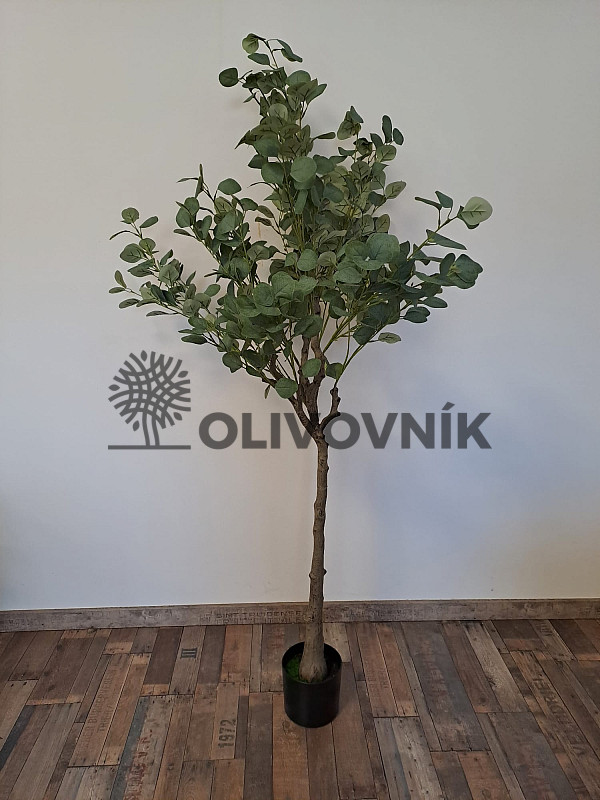 Eucalyptus - výška 170cm