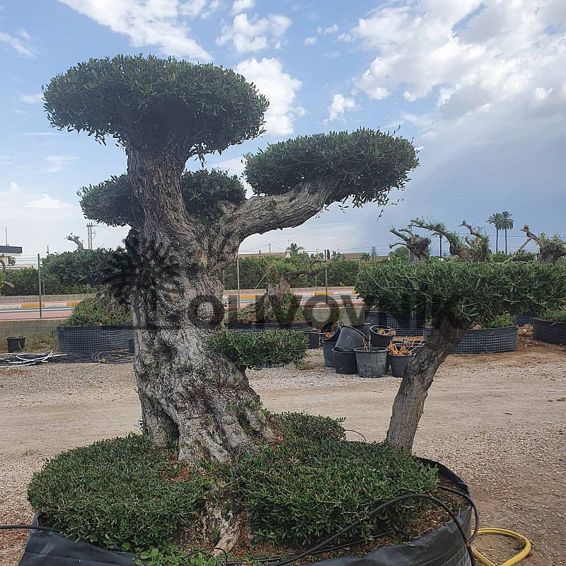 Olivovník - Olea Europaea - Bonsai Grande 250cm +