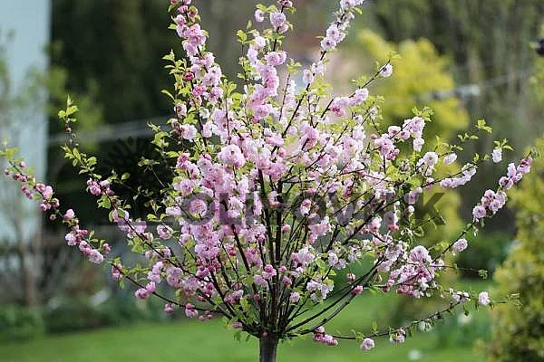 PRUNUS DULSIS - Mandľovník / 25lt