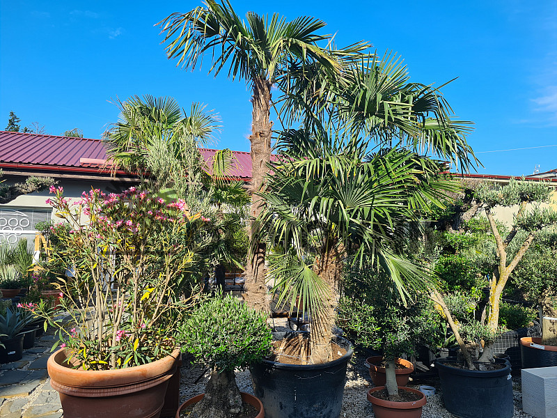 Trachycarpus Fortunei - trojkmeň - kompletná výška kmeňov 580cm