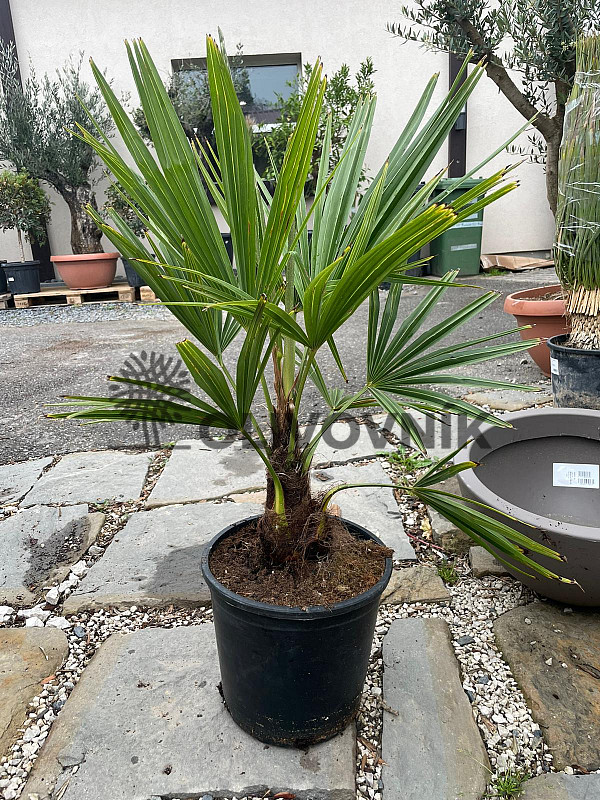 Trachycarpus Fortunei 10Lt - výška 60-80cm